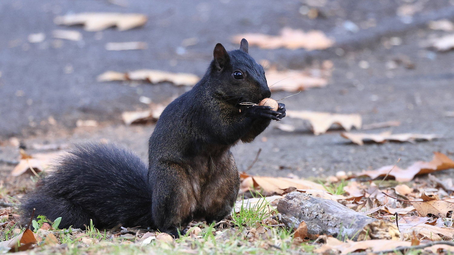A melanistic black squirrel photographed on the River Flat Trail, Narrowsburg, NY.